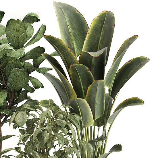 Indoor Plant Set 0159 - Image 2