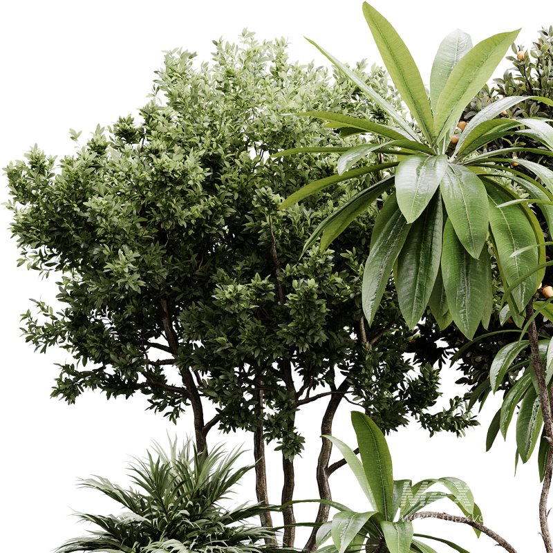 indoor plants 111 – plant collections in pot - Image 1