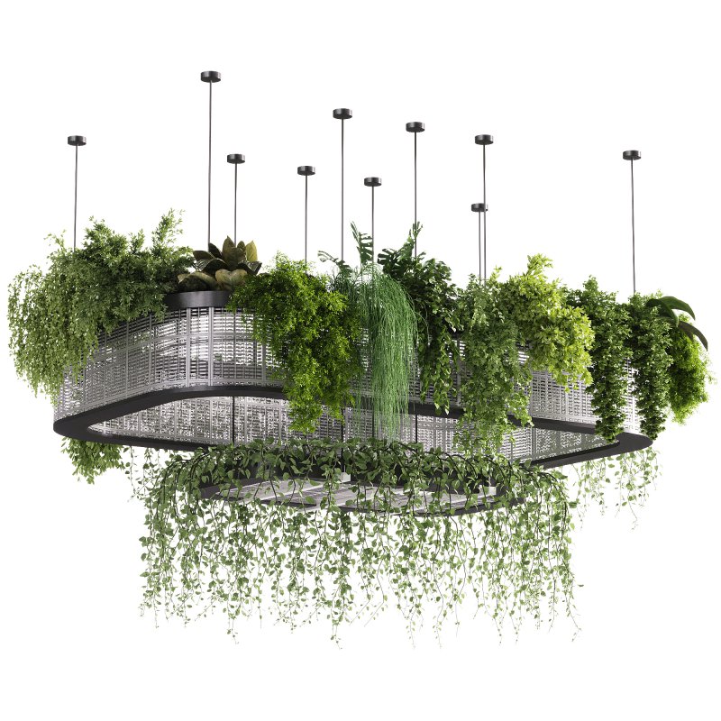 indoor plants – 62 Hanging indoor plant - Image 3