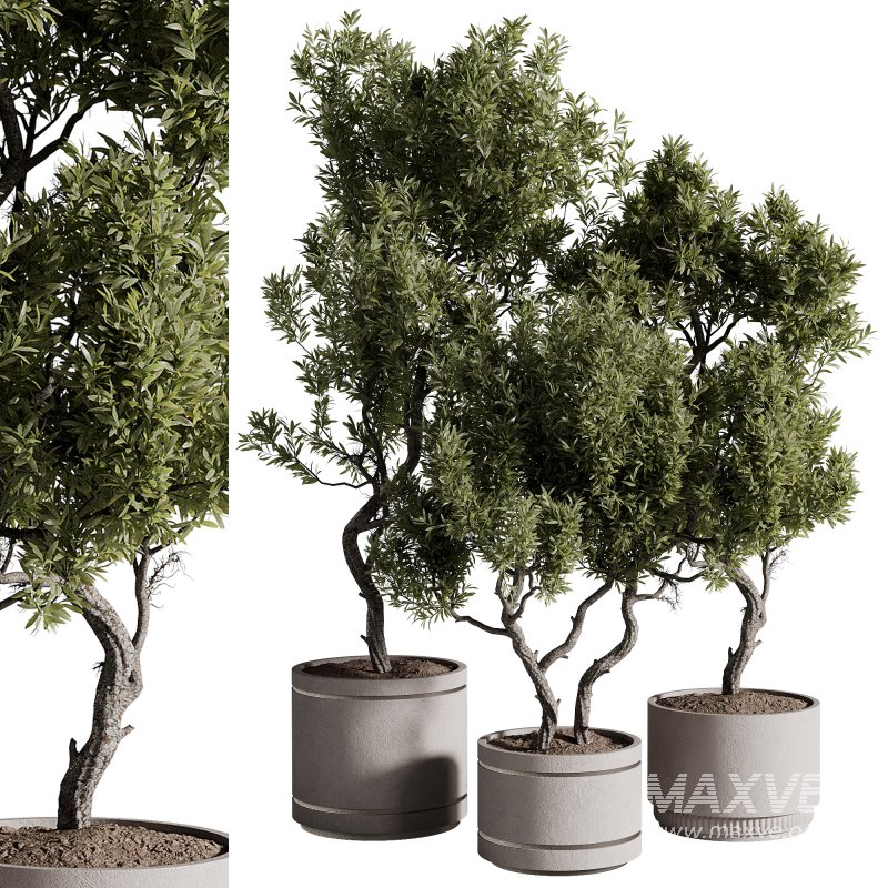 indoor plants – 69 plant in pot - Image 4