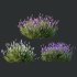 AV spring bushes Lavandula Pedunculata Atlantica Stoechas Subpedunculata and Fruticosa Coastal Rosemary - Thumbnail 4