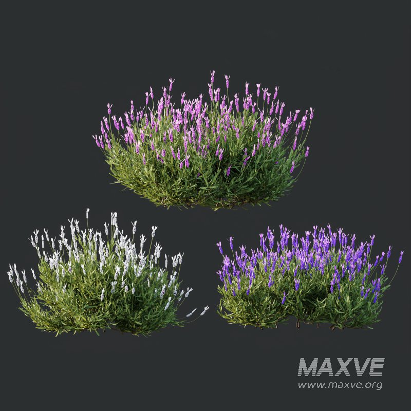 AV spring bushes Lavandula Pedunculata Atlantica Stoechas Subpedunculata and Fruticosa Coastal Rosemary - Image 4