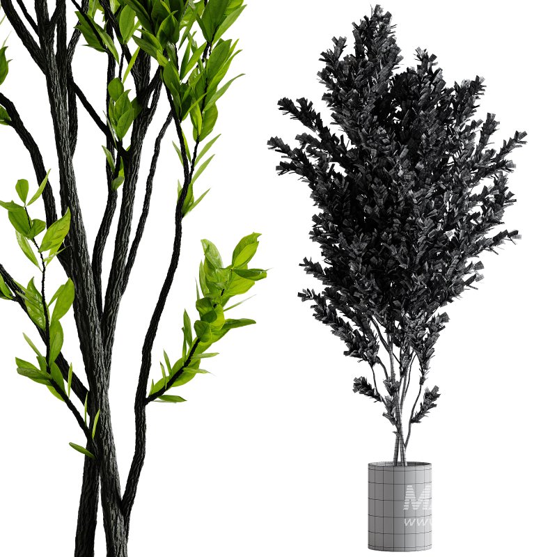 Indoor Plants – 70 Plant in pot - Image 2