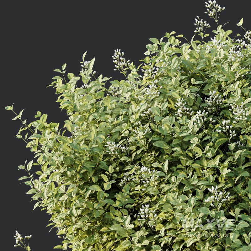 AV Phillyrea Angustifolia Rosemarinifolia and Ligustrum Ovalifolium Argenteum Aureum - Image 1