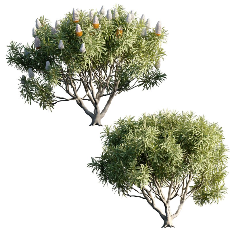 Banksia prionotes – Acorn banksia 03 - Image 1