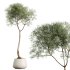 AV Indoor Plants Set 271 Japandi Ficus Dracaena Marginata and Foliage Dollar Authentic Eucalyptus Bouquet - Thumbnail 1