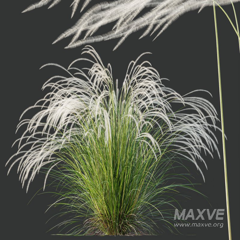 AV Stipa Grass Set is a breathtaking collection of elegant ornamental grasses - Image 3