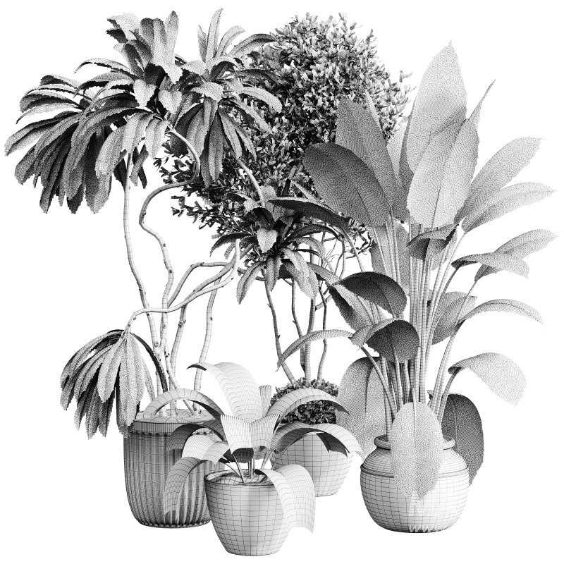 indoor plants 108 – plant collections in pot - Image 5