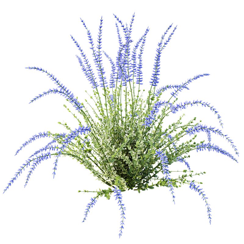 AV Plant Calluna Vulgaris Helena Summer Broom Heather Garden Girls03 - Image 1