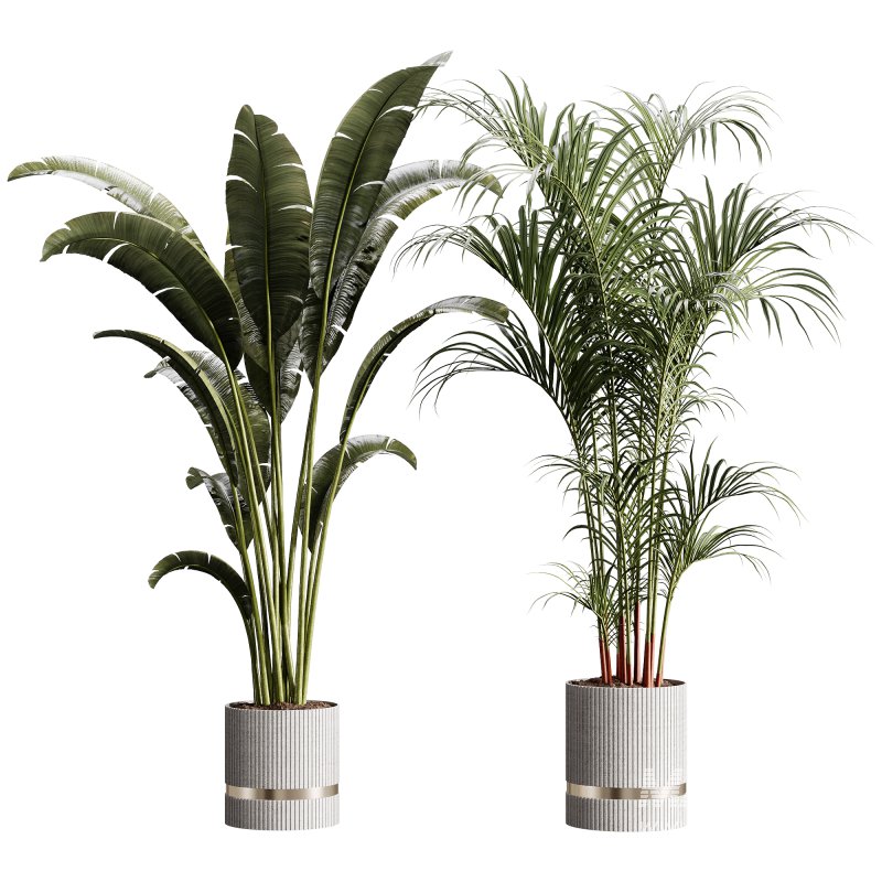 indoor plants 105 – plant collections in pot - Image 1