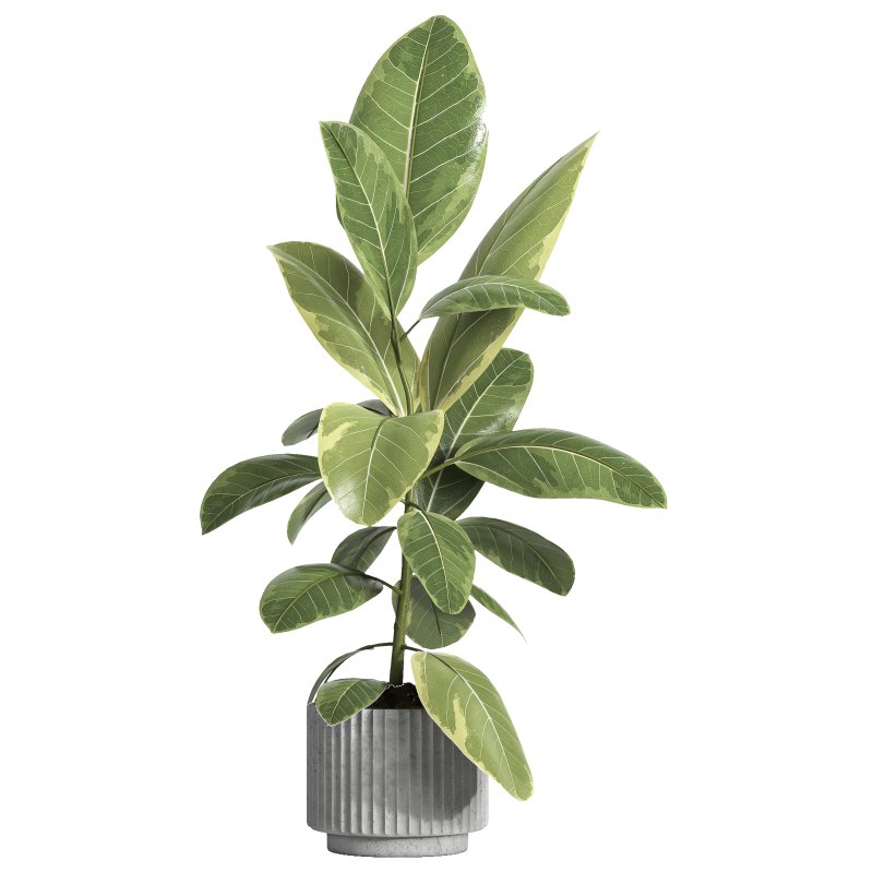 indoor plant 039 - Image 1