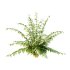 Macrothelypteris torresiana Fern bush 04 - Thumbnail 1