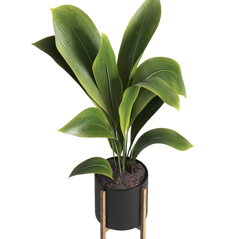 indoor plant 042 - Image 4