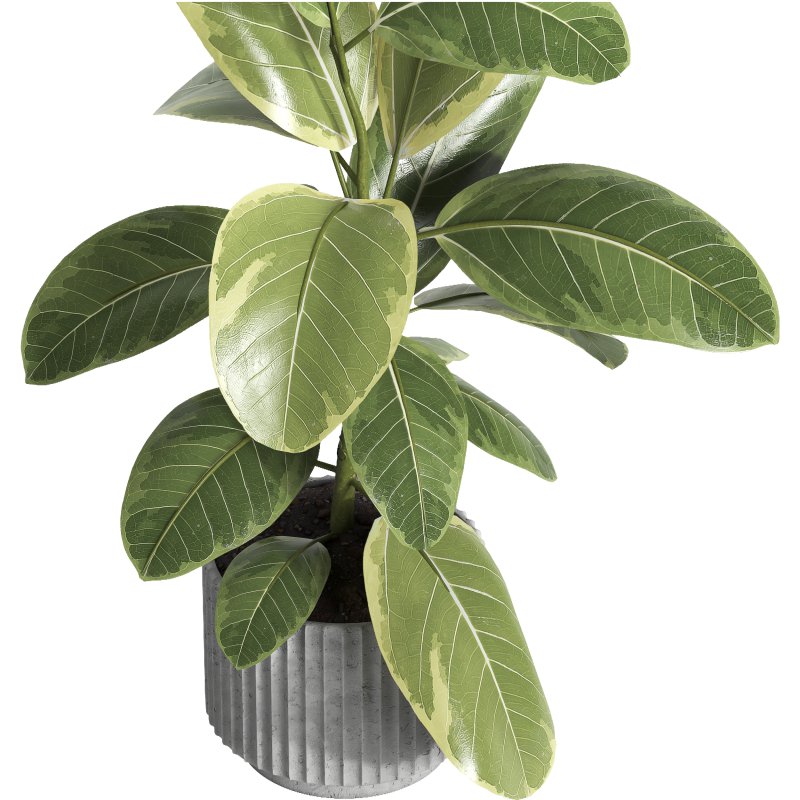 indoor plant 039 - Image 3