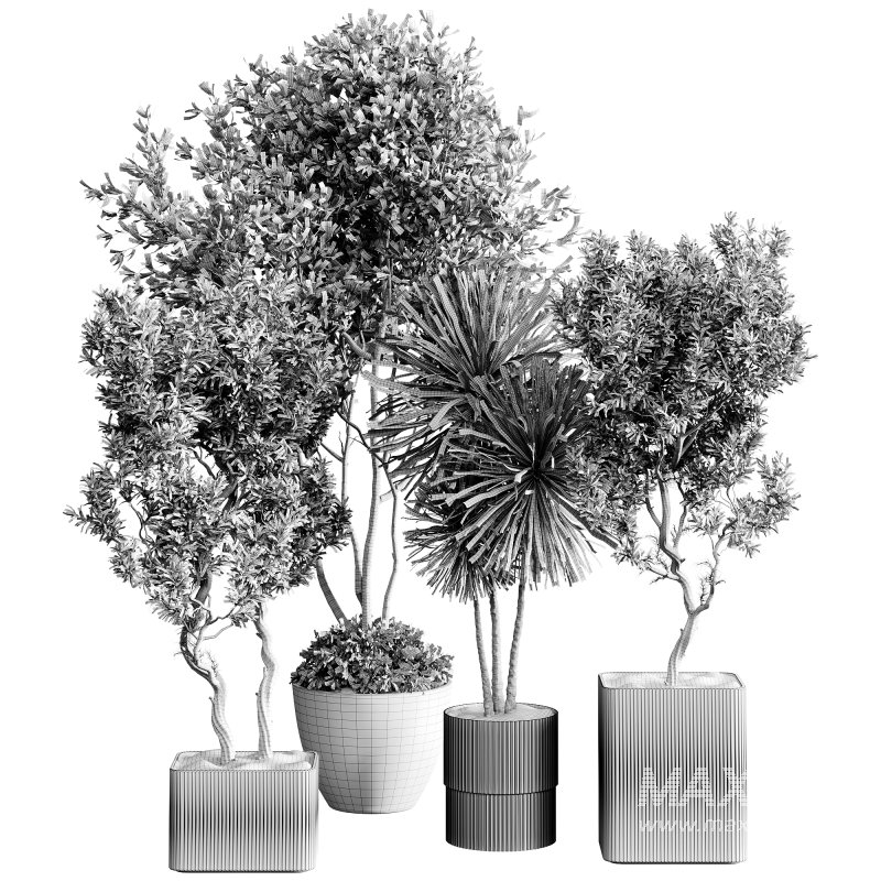 indoor plants 123 – plant collections in pot - Image 4