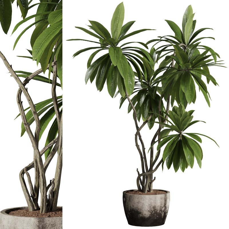 indoor plants – 66 plant in pot - Image 3