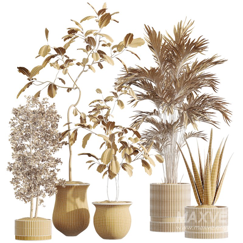AV Indoor Plants Set 257 Dracaena Marginata and Olive and Areca Palm and Aloe Vera - Image 9