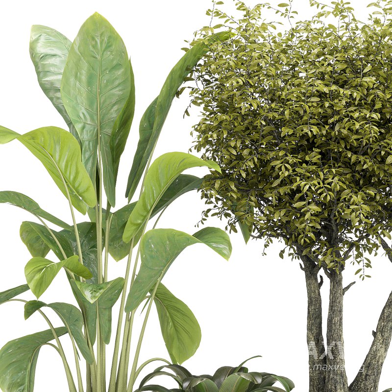 Indoor Collection plants 04 - Image 14