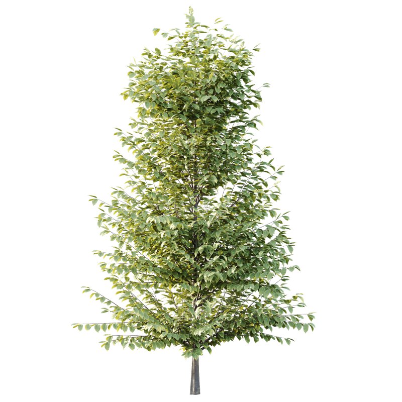 Fagus Grandifolia Tree 04 - Image 1