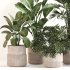 Indoor Plant Set 0156 - Thumbnail 4