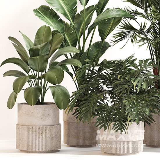 Indoor Plant Set 0156 - Image 4