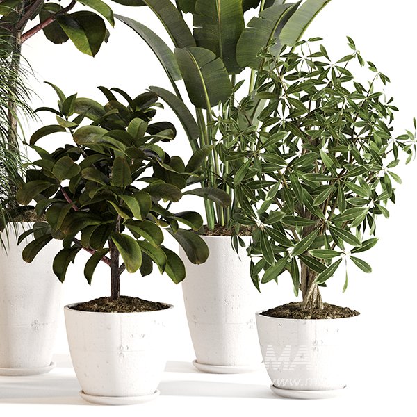 Indoor Plant Set 0155 - Image 3