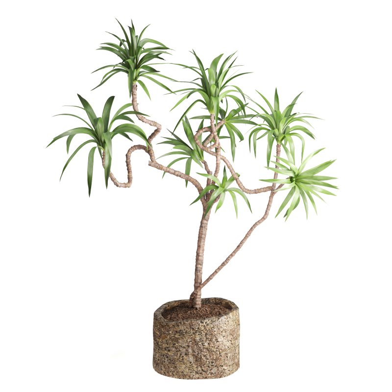 Indoor Plant Yucca - Image 2