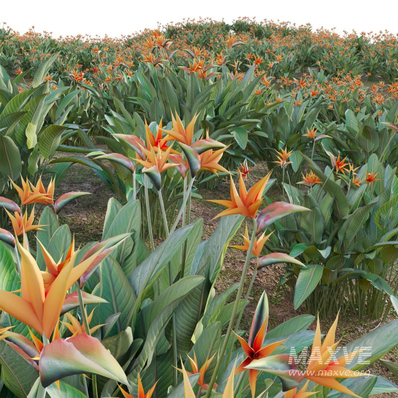 Strelitzia reginae – Bird of Paradise 03 - Image 5