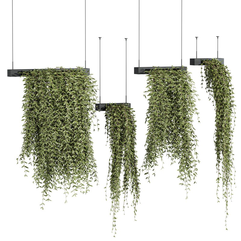 ivy plants - Image 2