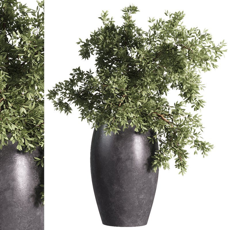 indoor plants – 32 plants in pot - Image 1