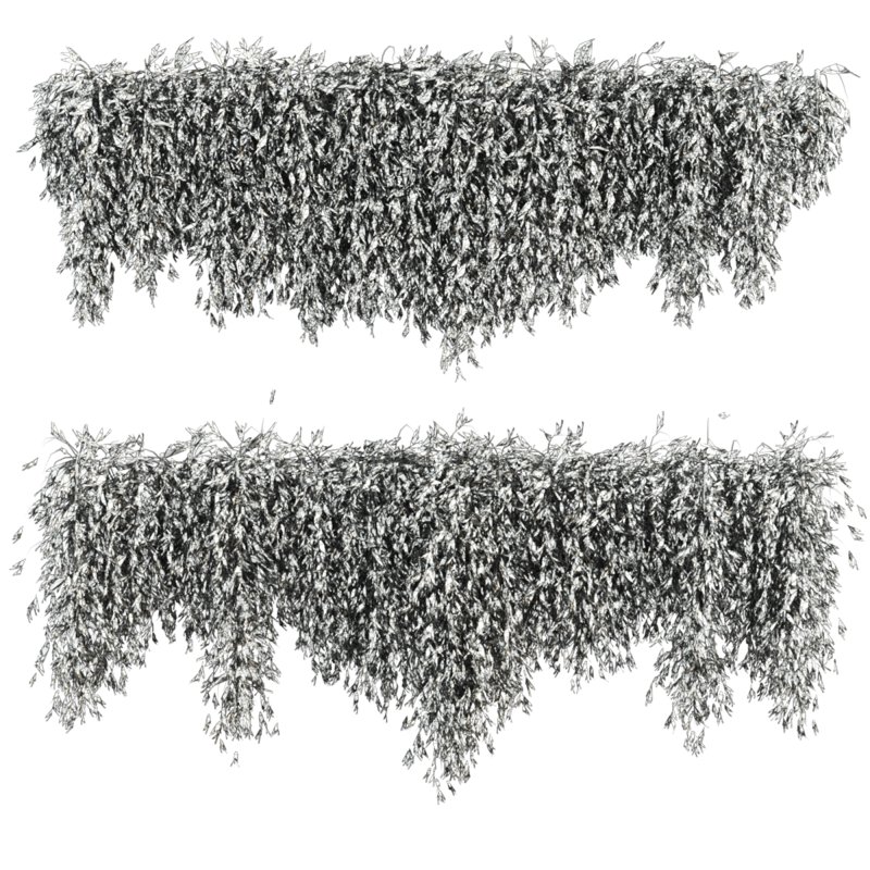 ivy plants - Image 3