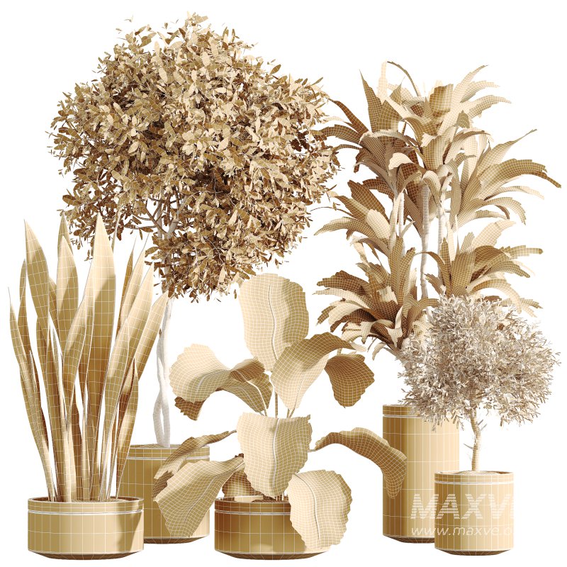 AV Indoor Plants Set 274 Olive Mission and Calathea Lutea and Lemon Lime Cane Dragon - Image 6