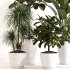 Indoor Plant Set 0155 - Thumbnail 4