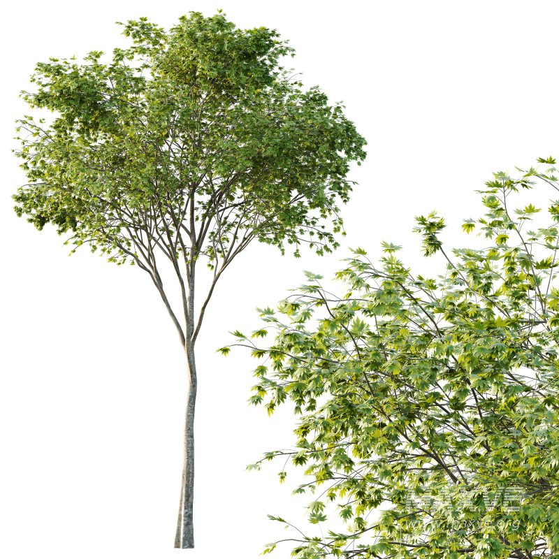 Acer Pseudoplatanus spring trees 02 - Image 4