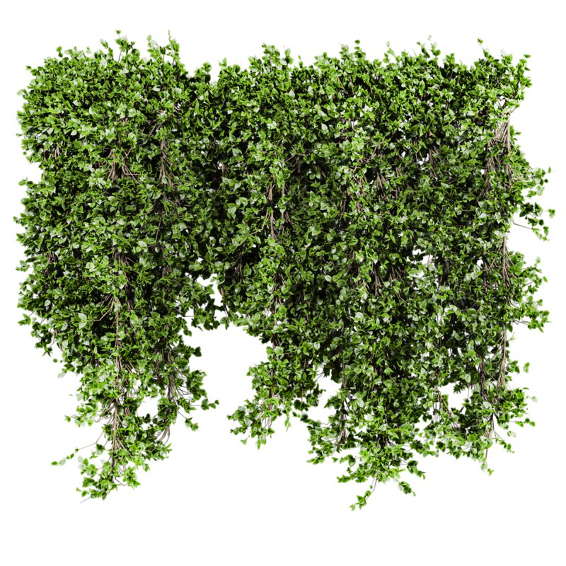 ivy plant - Image 1