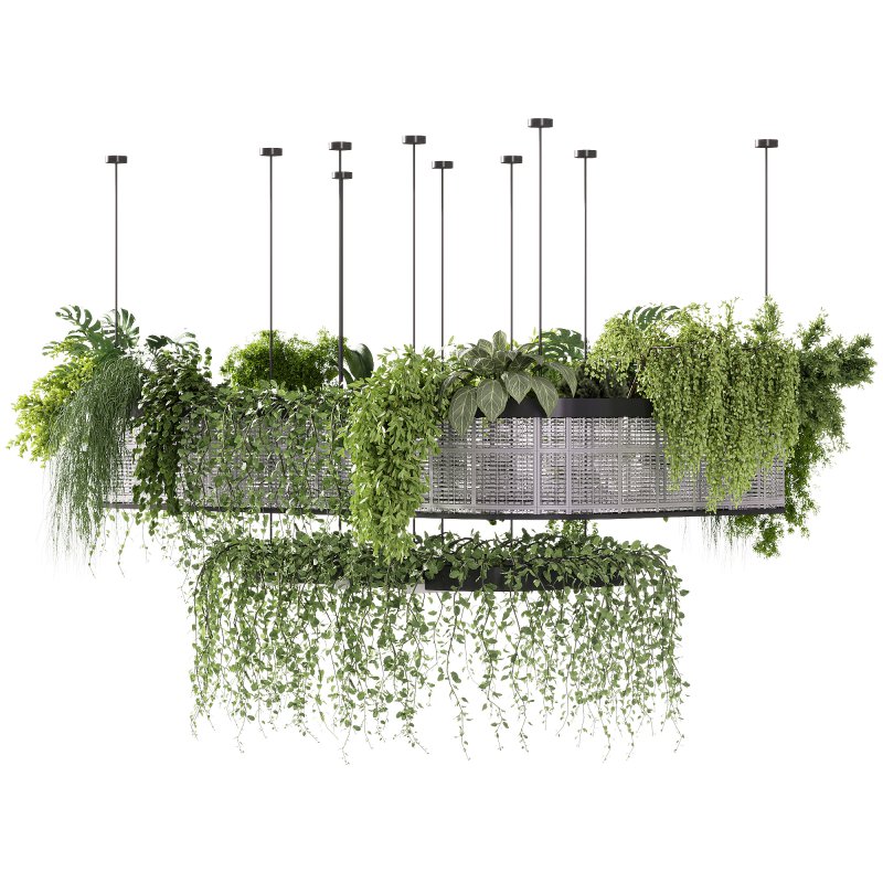 indoor plants – 62 Hanging indoor plant - Image 4