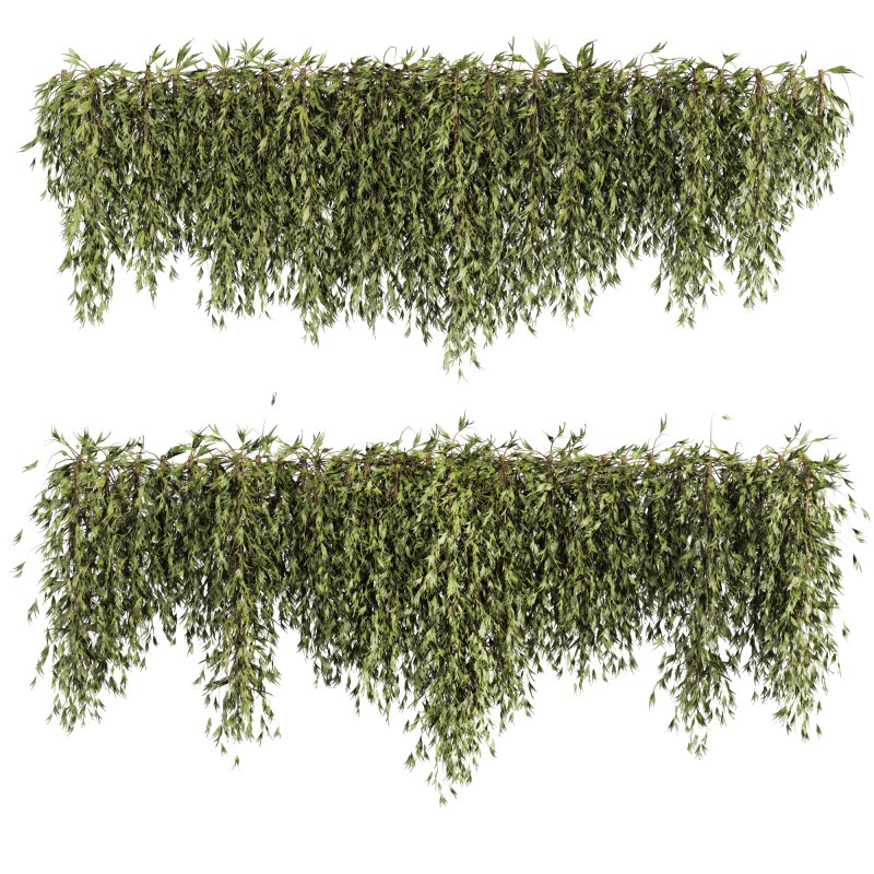 ivy plants - Image 1