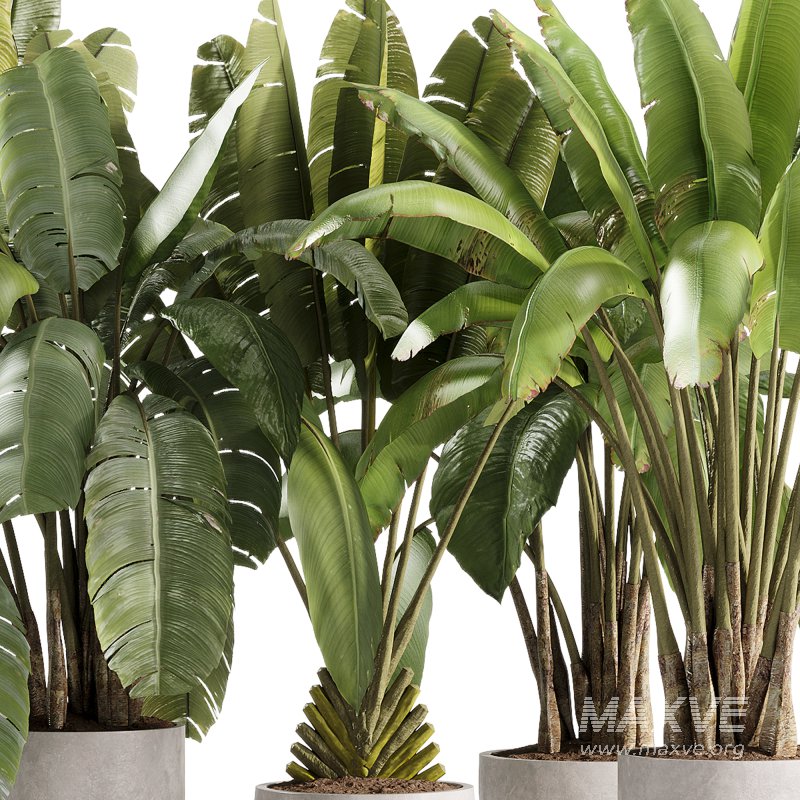 indoor plants – 36 plant collections in pot_corona - Image 2