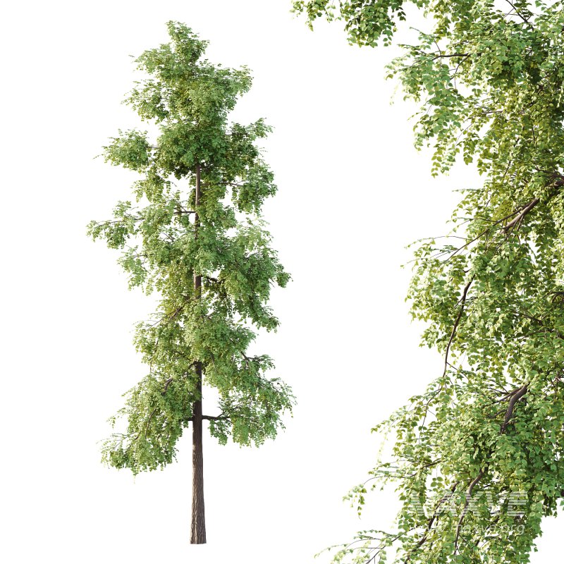 Alder Tree 01 - Image 2