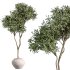 AV Indoor Plants Set 270 Japandi Ficus Dracaena Marginata and Yucca Aloifolia Rostrata and Olive Tree - Thumbnail 2