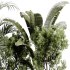 indoor plants 109 – plant collections in pot - Thumbnail 7