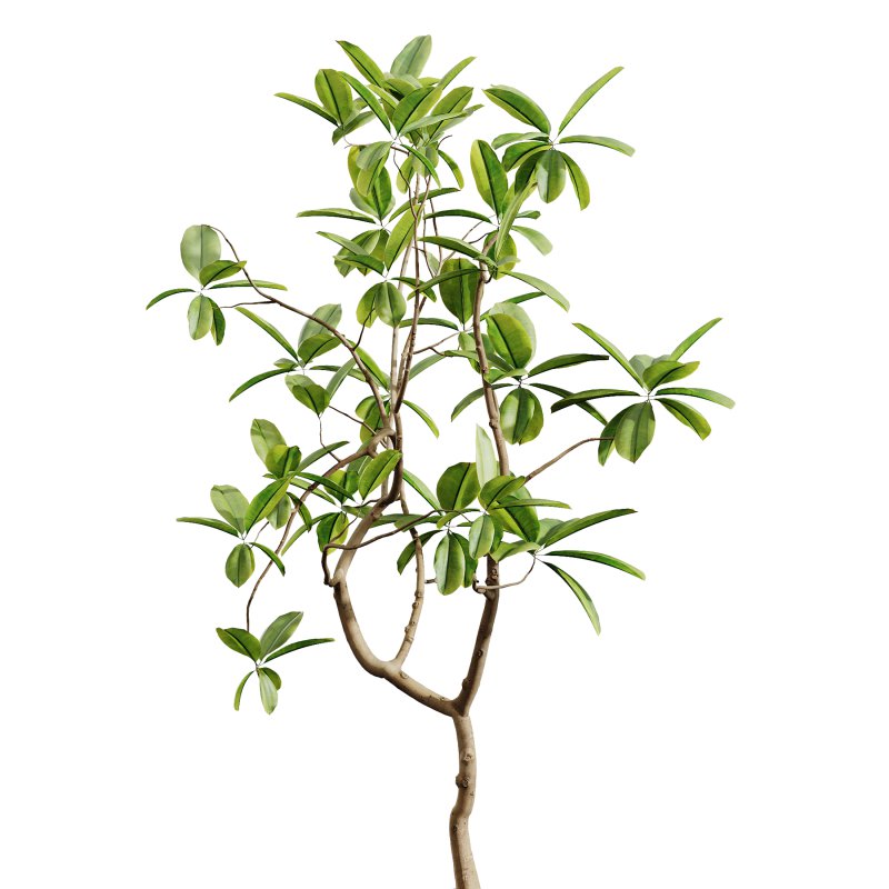 AV Indoor Plants Set 251 Olive Eucalyptus Japandi Ficus Banana Strelitzia Peace Lily - Image 4