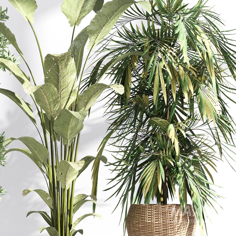 Indoor collection plants set 03 - Image 2