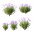 plant bush Flower Lavandula pedunculata 06 - Thumbnail 2