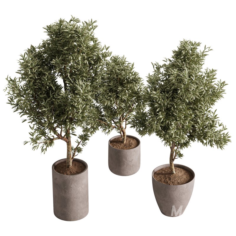 indoor plants – 65 plant in pot - Image 3