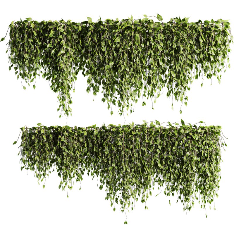 ivy plants - Image 4