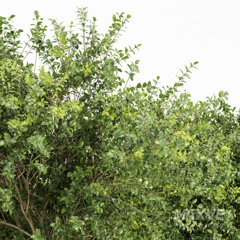 AV Big Joy Perfume Orange Michelia Champaca and Water gum 3 trees - Image 1