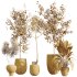 AV Indoor Plants Set 272 Beech Olea Europaea Olive Eucalyptus and Japandi Ficus Dracaena Marginata and Ficus Robusta and Yucca Aloifolia - Thumbnail 8