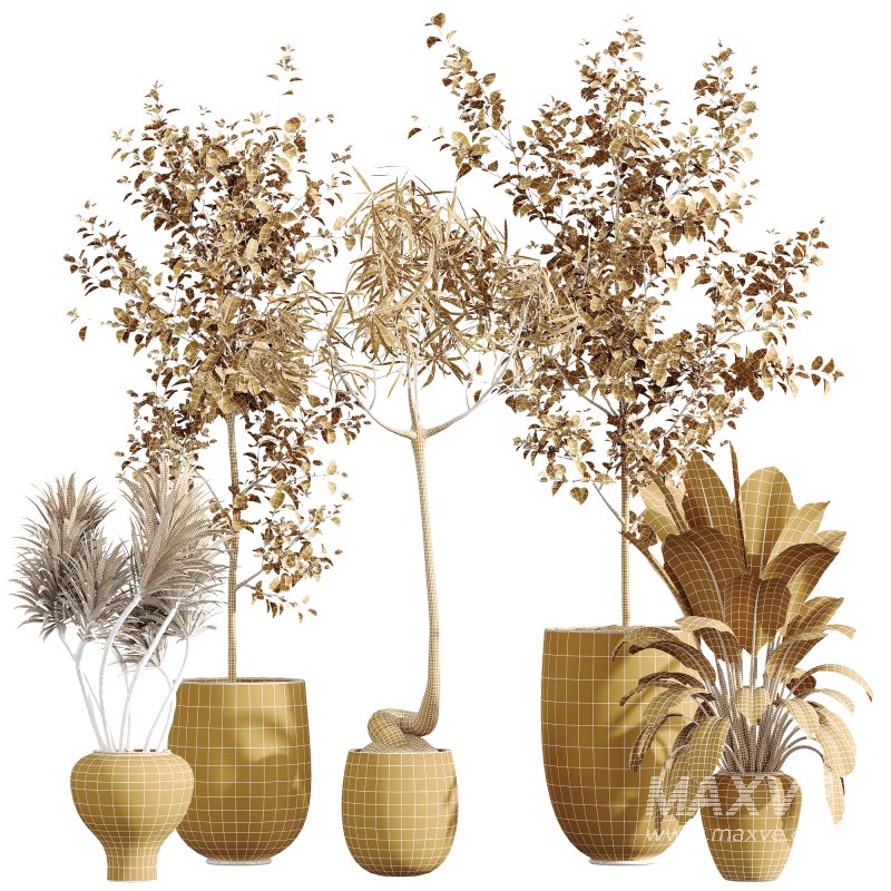 AV Indoor Plants Set 272 Beech Olea Europaea Olive Eucalyptus and Japandi Ficus Dracaena Marginata and Ficus Robusta and Yucca Aloifolia - Image 8