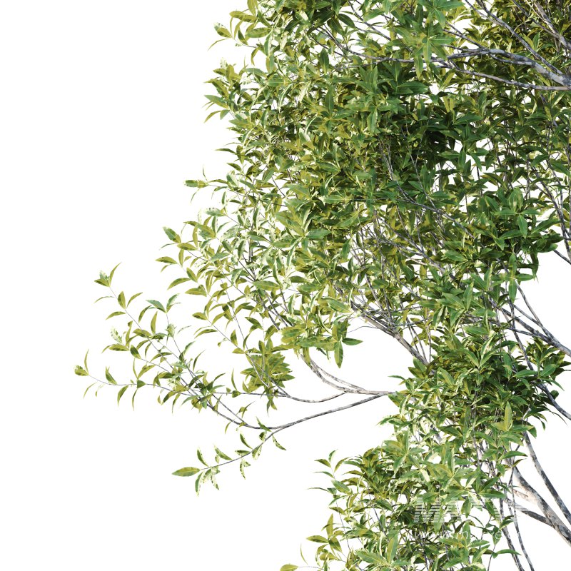 Sydney Blue Gum Tree 06 - Image 4